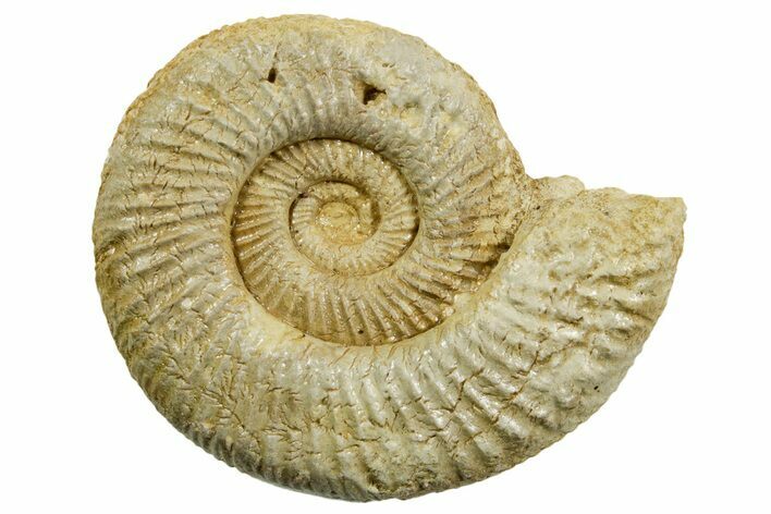 Jurassic Ammonite (Perisphinctes) Fossil - France #363587